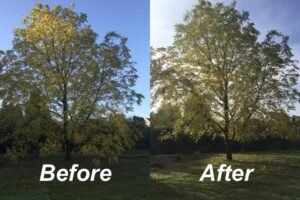 Crown Reduction
