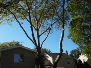 Crown Thinning