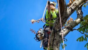 Tree Felling