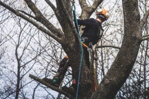 Tree Pruning