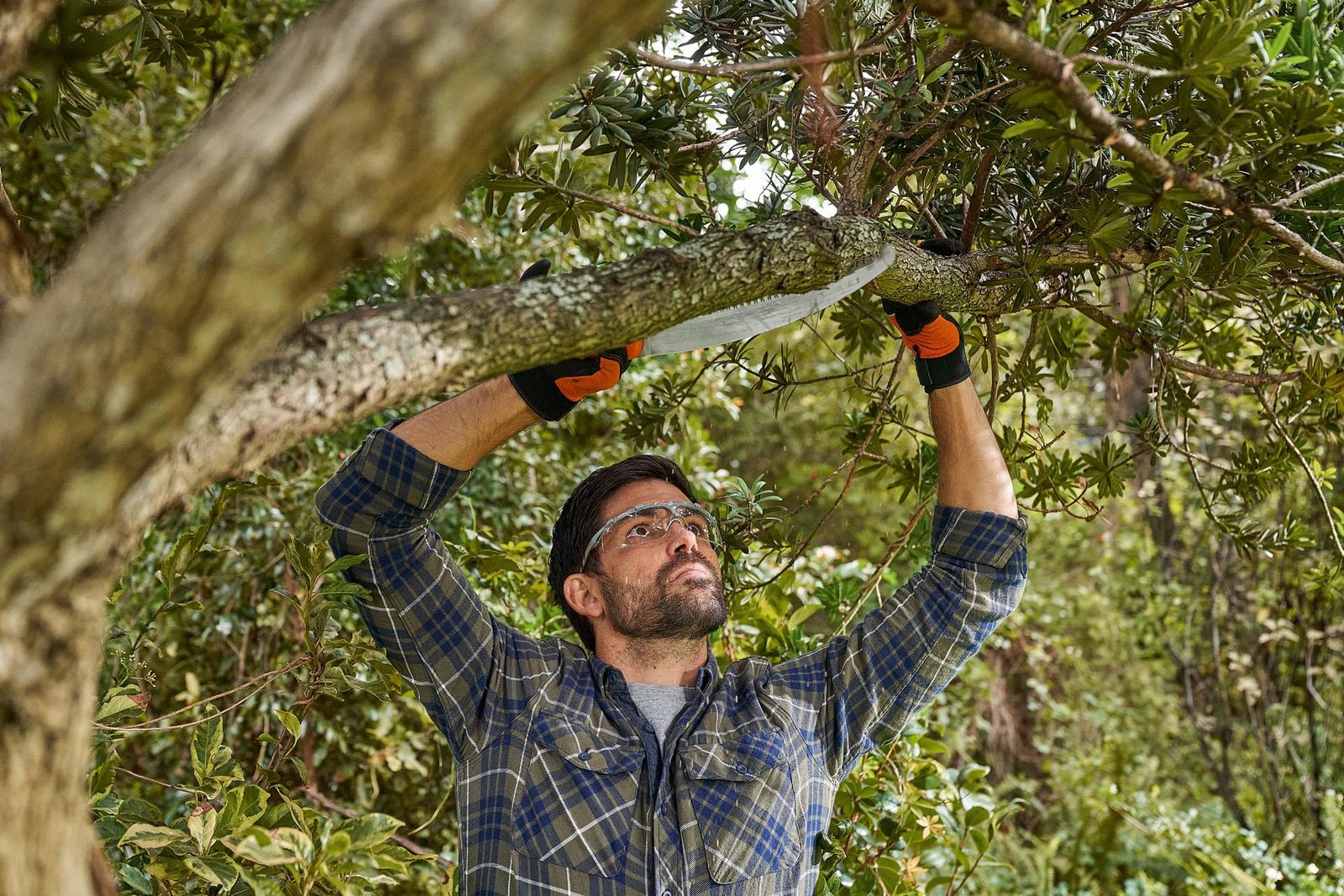 The Benefits of Regular Tree Maintenance for Your Property