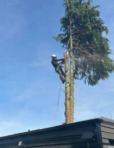 Tree Pruning