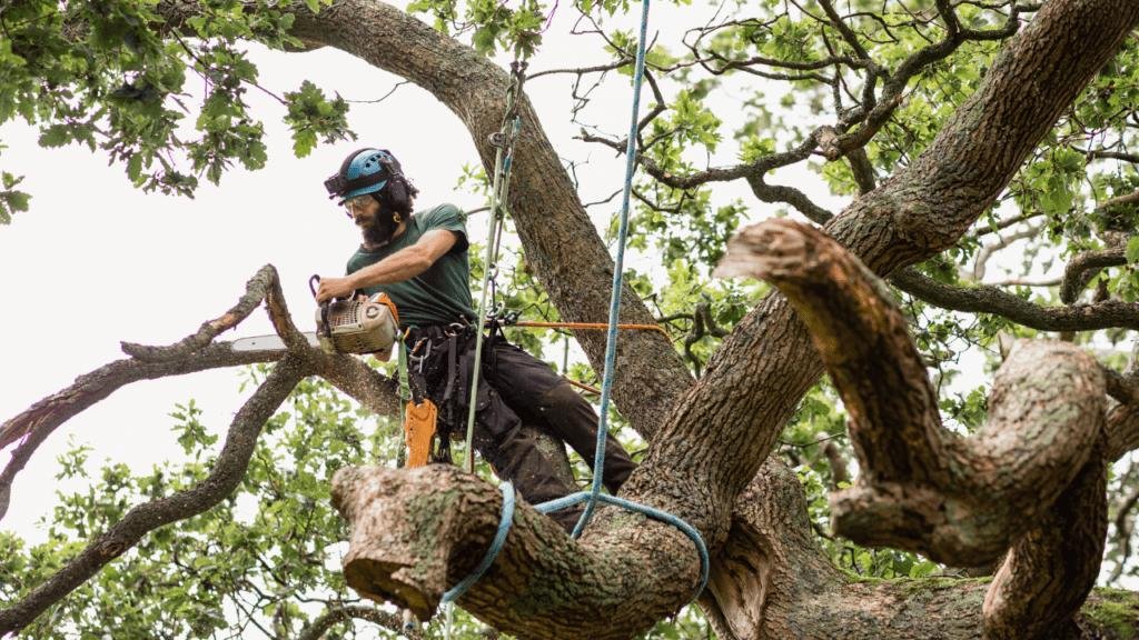 Why Tree Removal Is Sometimes the Best Solution