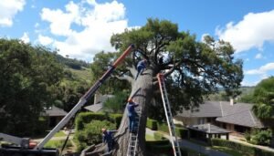 Tree Removal