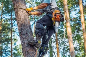 Tree Surgeons Northampton