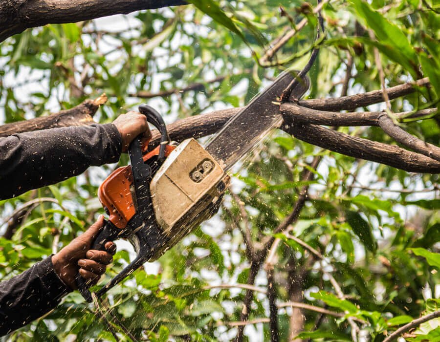 5 Signs Your Trees Need Professional Pruning