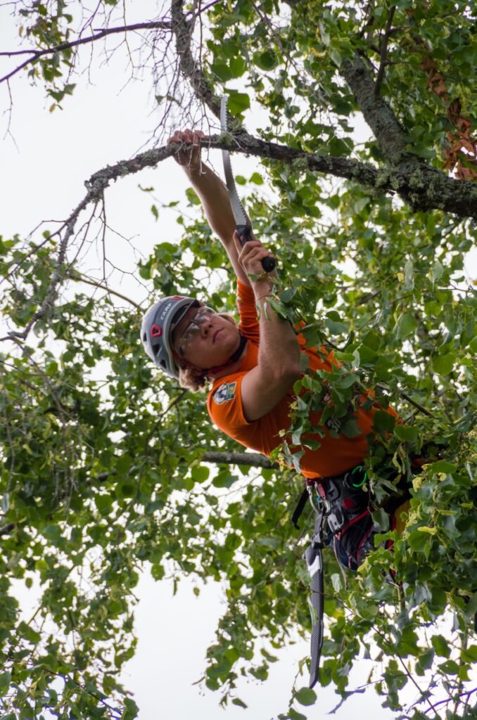 Tree Surgeons Northampton