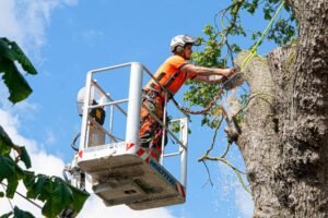 Tree Surgeons Northampton